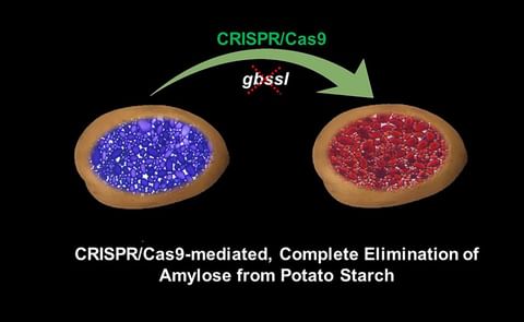 A depiction of the process for the elimination of amylose starch in a potato. Courtesy: Texas A&M AgriLife graphic A depiction of the process for the elimination of amylose starch in a potato. Courtesy: Texas A&M AgriLife graphic