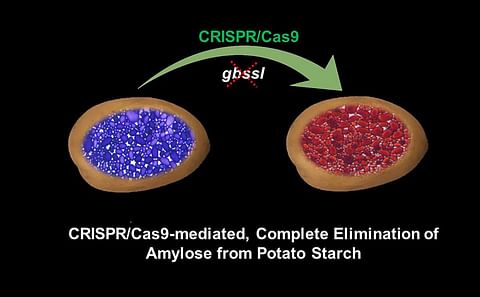 A depiction of the process for the elimination of amylose starch in a potato. Courtesy: Texas A&amp;M AgriLife graphic