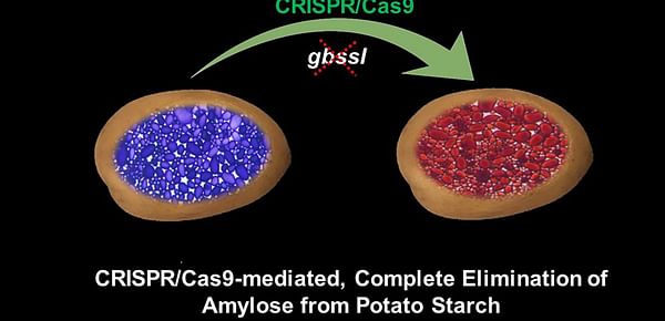 Texas A&M AgriLife researchers use CRISPR technology to modify starches in potatoes
