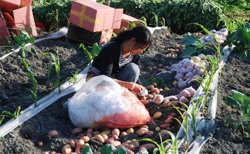 一位农民在云南收割马铃薯，该省具有巨大的可持续集约化潜力。来源：CIP