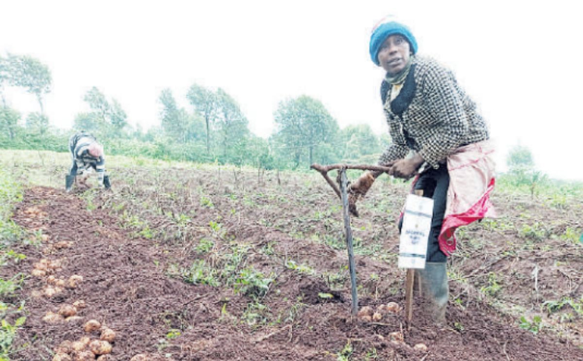 A farmer harvests potatoes on a farm in Kiambu county A farmer harvests potatoes on a farm in Kiambu county
