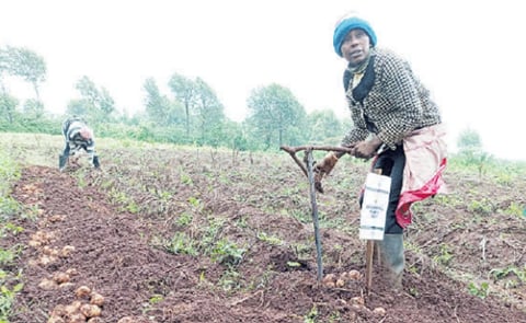 A farmer harvests potatoes on a farm in Kiambu county A farmer harvests potatoes on a farm in Kiambu county