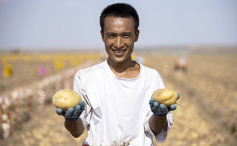A farmer holding two potatoes poses for a picture in Hongrui Village of Pingluo County, Shizuishan, northwest China's Ningxia Hui Autonomous Region, Sept. 2, 2021