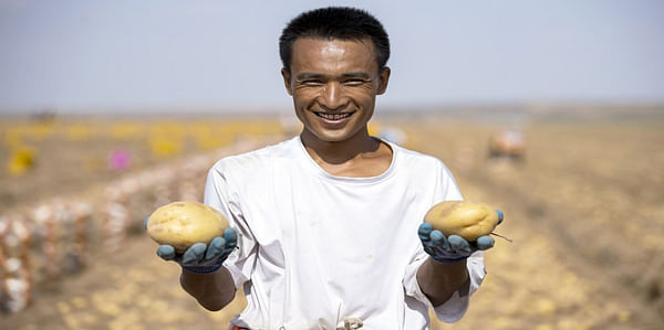 NW China's 'potato land' embraces new technology