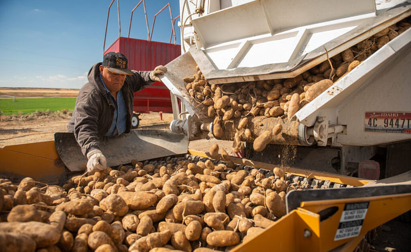A farmer sorts potatoes during the harvest season in Declo, Idaho. In 2022, U.S. producers exported USD 303 million, or 549,533 metric tons of potatoes abroad.