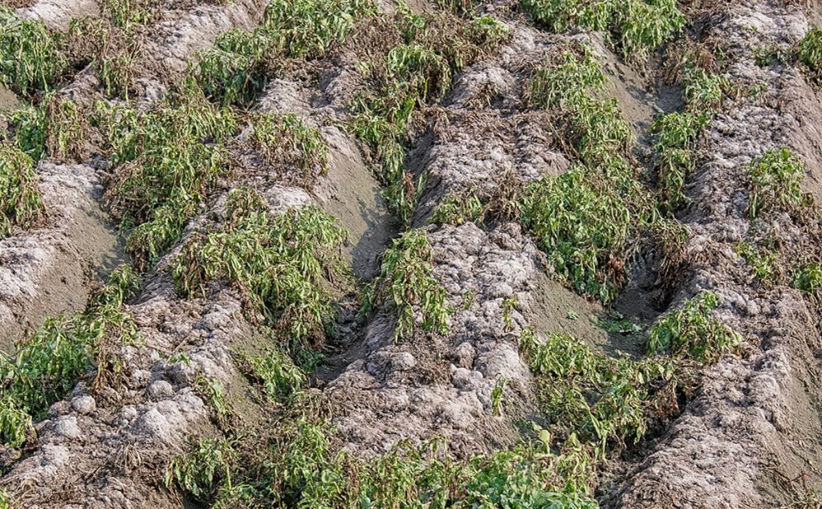 A frost damaged potato field in North India in 2008 (Daljit Ami) A frost damaged potato field in North India in 2008 (Daljit Ami)