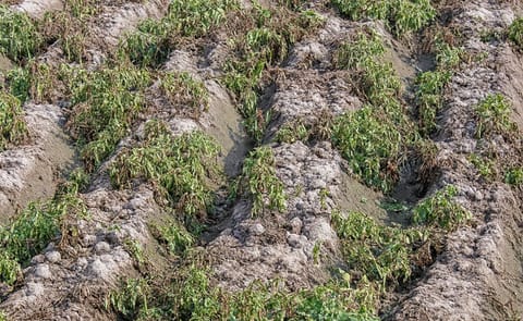 Frost Damages Potato and Tomato Crop in Karnal Frost Damages Potato and Tomato Crop in Karnal