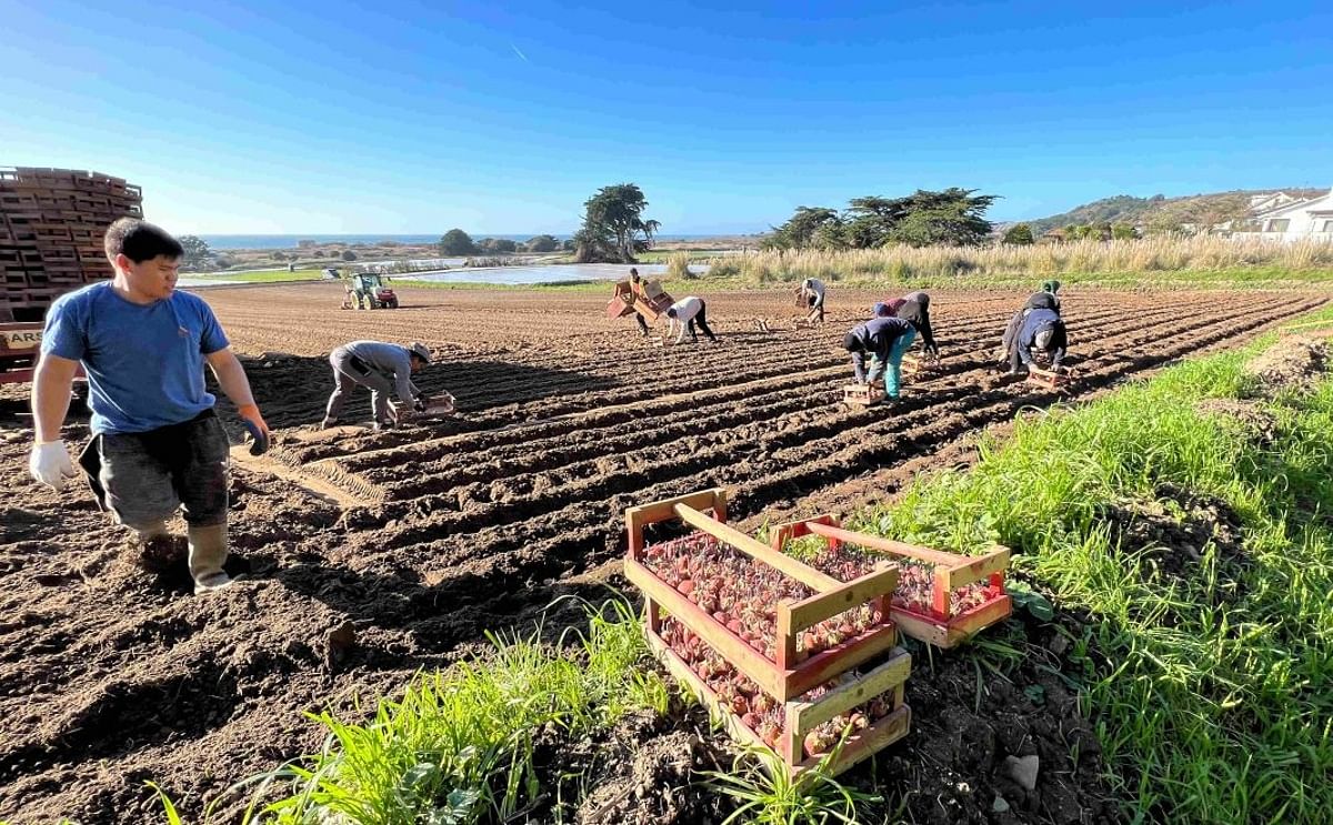 A good season for Jersey Royals, but at what cost?