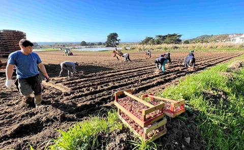 A good season for Jersey Royals, but at what cost? A good season for Jersey Royals, but at what cost?
