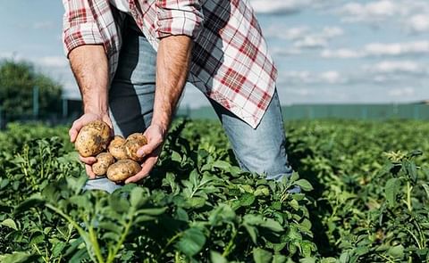 Experts collaborate with industry on new guide tackling major potato pest Experts collaborate with industry on new guide tackling major potato pest