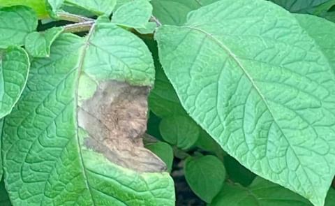 A plant in Ireland with late blight disease A plant in Ireland with late blight disease