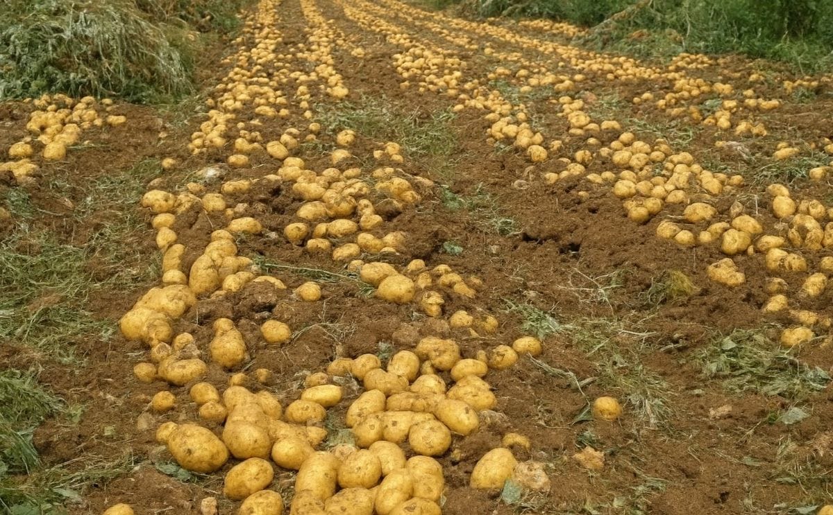 A potato field in Turkey during harvest A potato field in Turkey during harvest