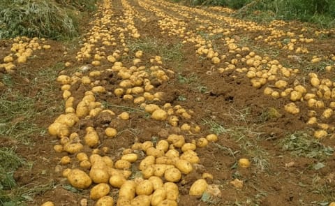 Turkish Potato Prices surge adds political, economic pressure Turkish Potato Prices surge adds political, economic pressure