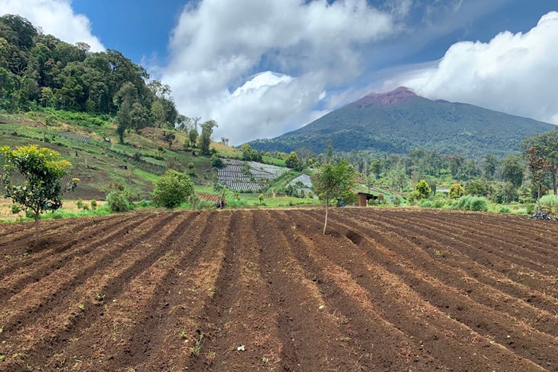 A potato field near Lake Belibis in Kerinci Seblat National Park, some 2,000 meters above sea level. Courtesy: Teguh Suprayitno for Mongabay Indonesia.
A potato field near Lake Belibis in Kerinci Seblat National Park, some 2,000 meters above sea level. Courtesy: Teguh Suprayitno for Mongabay Indonesia.