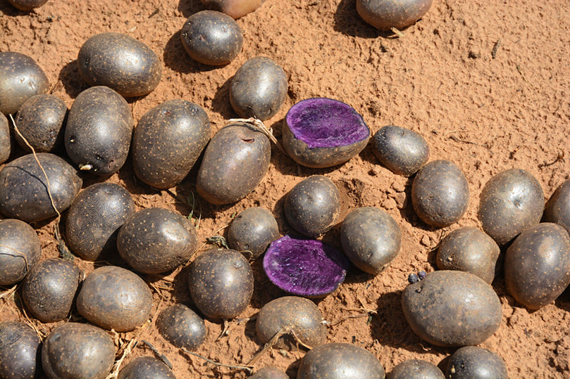 A purple-meated potato is one of the unique clones the Texas A&M AgriLife potato breeding program is growing in field trials near Springlake. (Courtesy: Texas A&M AgriLife photo by Kay Ledbetter) A purple-meated potato is one of the unique clones the Texas A&M AgriLife potato breeding program is growing in field trials near Springlake. (Courtesy: Texas A&M AgriLife photo by Kay Ledbetter)