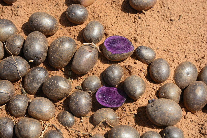 A purple-meated potato is one of the unique clones the Texas A&M AgriLife potato breeding program is growing in field trials near Springlake. (Courtesy: Texas A&M AgriLife photo by Kay Ledbetter)
