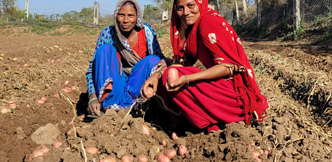 A quality mark for potato seeds in India