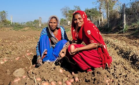 A quality mark for potato seeds in India A quality mark for potato seeds in India