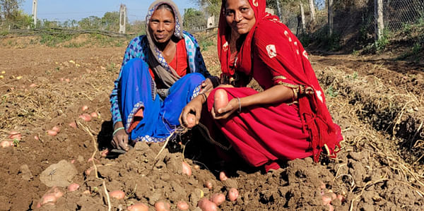 A quality mark for potato seeds in India