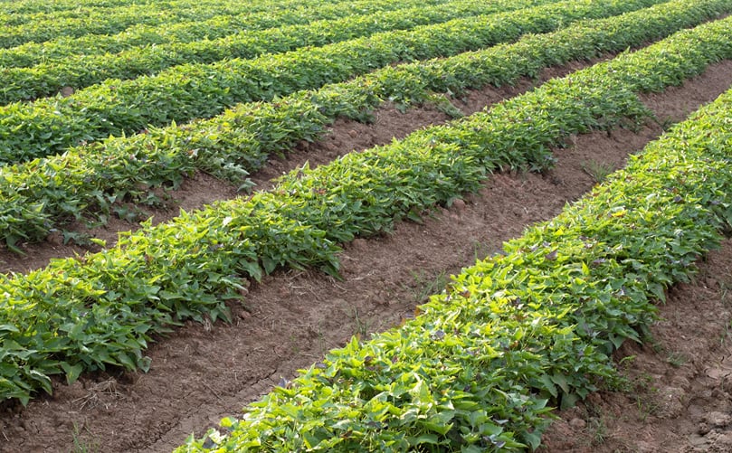 Thriving Sweet Potato Crop in Open Fields Thriving Sweet Potato Crop in Open Fields