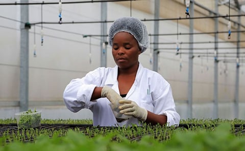 A seed breeder working in a potato seed multiplication greenhouse in Musanze District. The True Potato Seed technology will replace commonly used potato tuber seeds. (Courtesy: Sam Ngendahimana) A seed breeder working in a potato seed multiplication greenhouse in Musanze District. The True Potato Seed technology will replace commonly used potato tuber seeds. (Courtesy: Sam Ngendahimana)