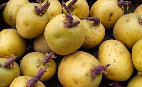 Seed Potatoes Seed Potatoes