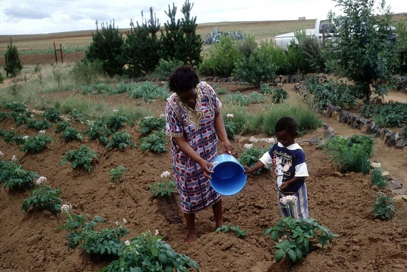 A woman and child tend a potato plot in Lesotho—one of four countries that selected potato as their priority crop under FAO’s One Country One Priority Product initiative. A woman and child tend a potato plot in Lesotho—one of four countries that selected potato as their priority crop under FAO’s One Country One Priority Product initiative.