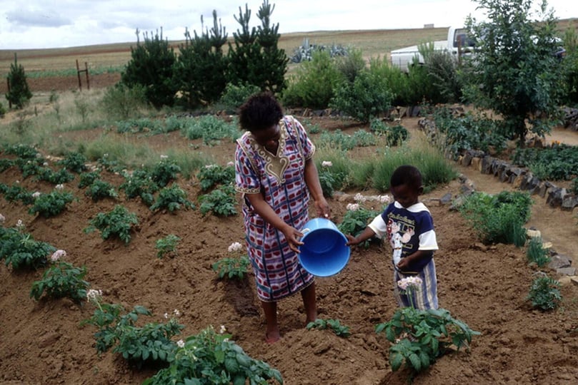 A woman and child tend a potato plot in Lesotho—one of four countries that selected potato as their priority crop under FAO’s One Country One Priority Product initiative. A woman and child tend a potato plot in Lesotho—one of four countries that selected potato as their priority crop under FAO’s One Country One Priority Product initiative.