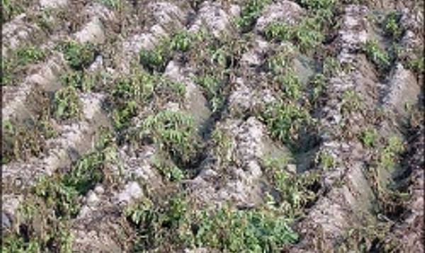 A frost damaged potato field in North India in 2008 (Daljit Ami)