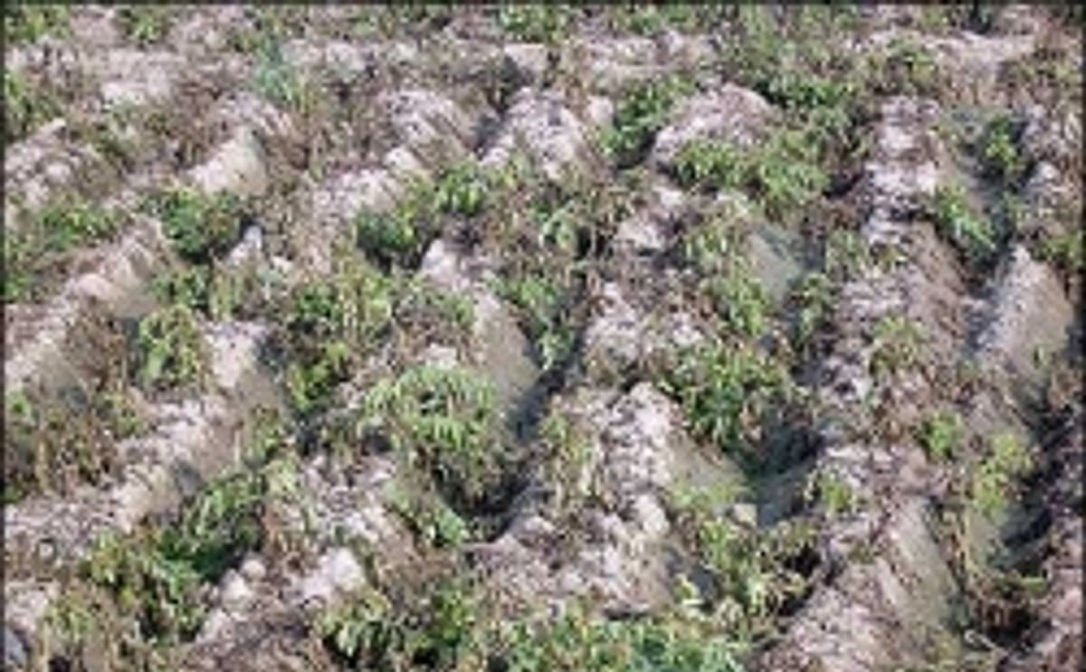 A frost damaged potato field in North India in 2008 (Daljit Ami) A frost damaged potato field in North India in 2008 (Daljit Ami)
