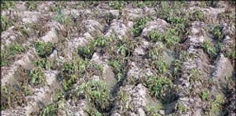 A frost damaged potato field in North India in 2008 (Daljit Ami)