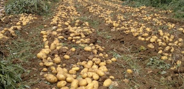 A potato field in Turkey during harvest