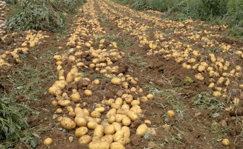 Turkish Potato Prices surge adds political, economic pressure