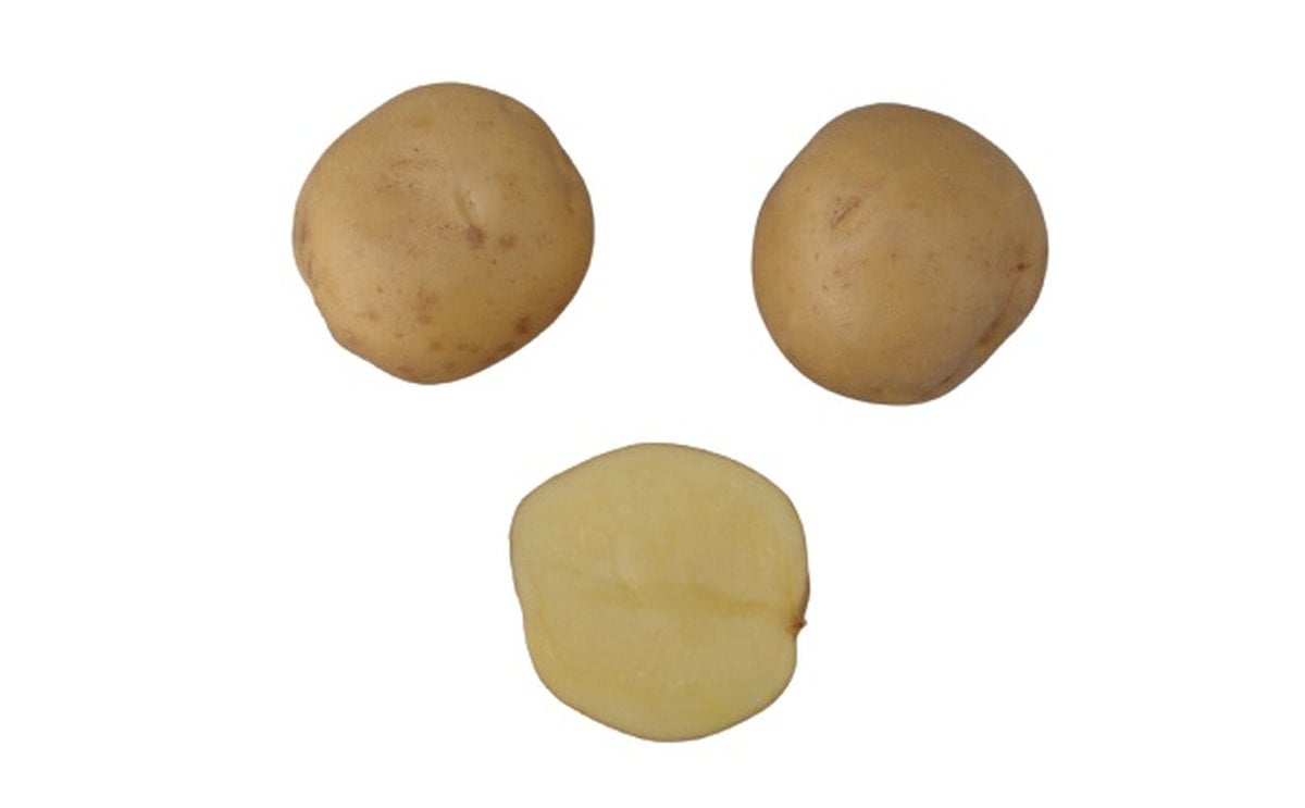 AAC Canada Gold-Dorée AAC Canada Gold-Dorée