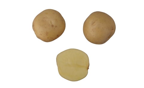 AAC Canada Gold-Dorée AAC Canada Gold-Dorée