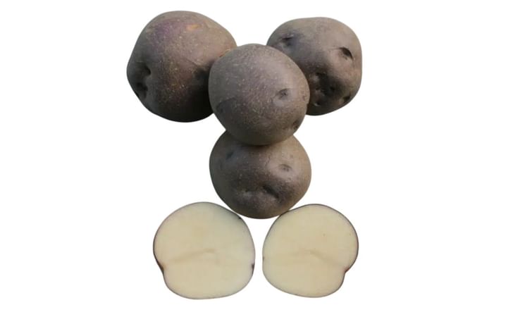 AAC MADAM BLUE AAC MADAM BLUE