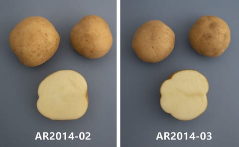 New Potato Varieties unveiled at Fredericton Potato Research Centre New Potato Varieties unveiled at Fredericton Potato Research Centre