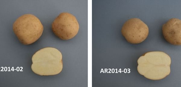 The potato varieties for potato chips production on offer this year