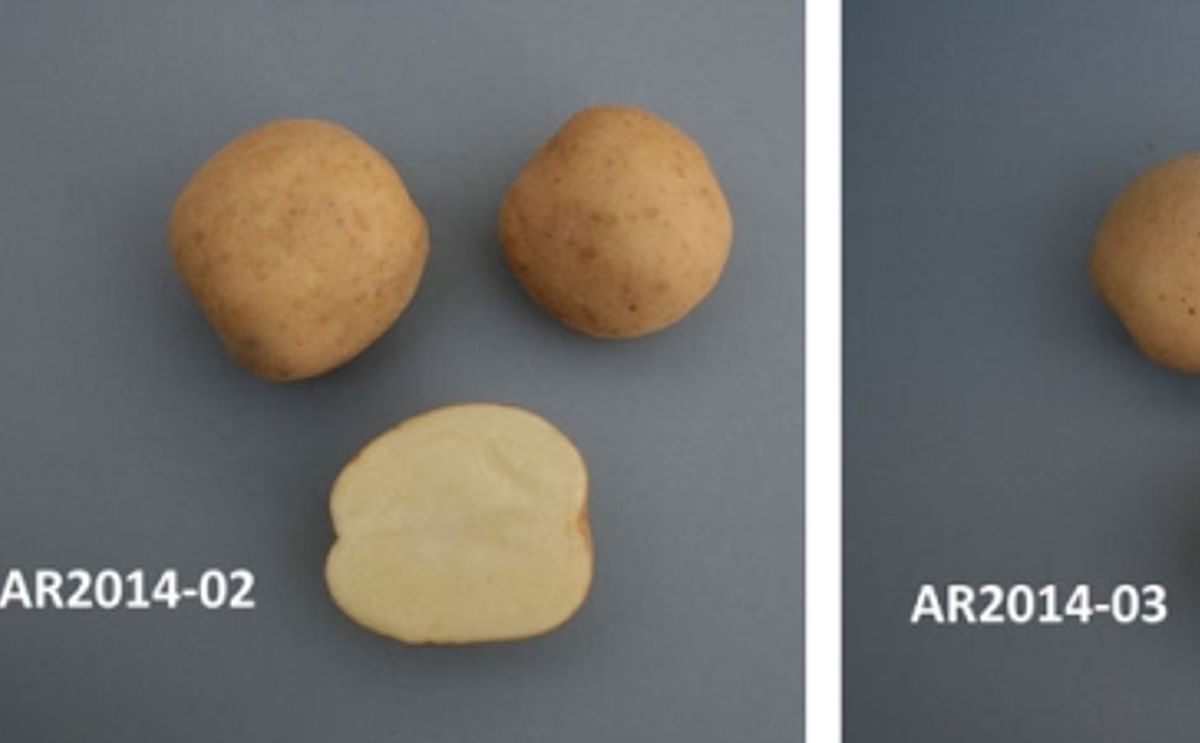 New Potato Varieties unveiled at Fredericton Potato Research Centre