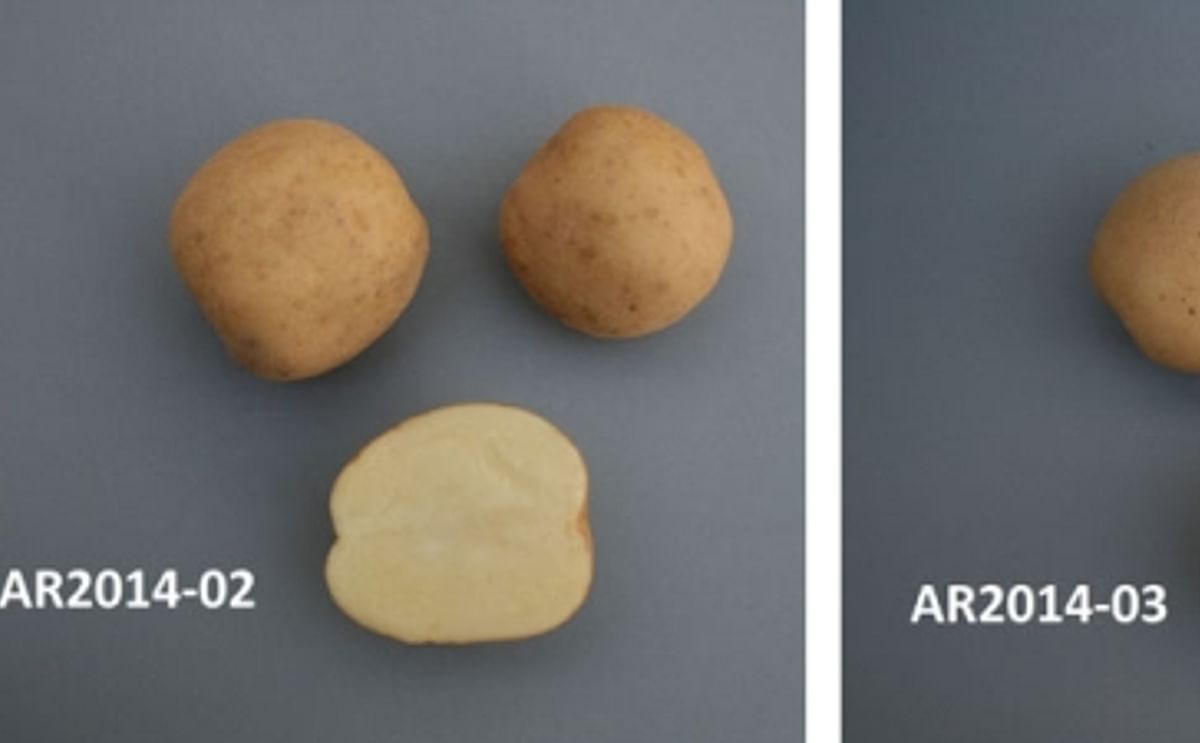 The potato selections for potato chips production on offer this year The potato varieties for potato chips production on offer this year