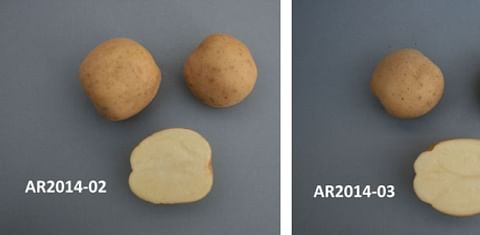 The potato varieties for potato chips production on offer this year