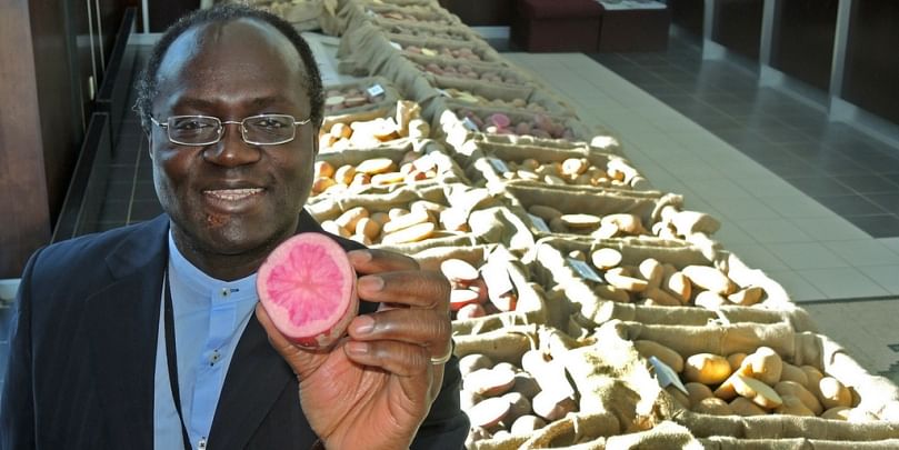 Agriculture and Agri-Food Canada's head potato breeder, Dr. Benoit Bizimungu, holds a potato with pink flesh at the 2016 Potato Release Open House in Fredericton, New Brunswick.