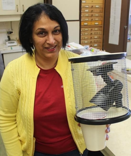 Agriculture Canada Entomologist Christine Noronha with the NELT wireworm trap. (Courtesy: Agriculture and Agri-Food Canada)