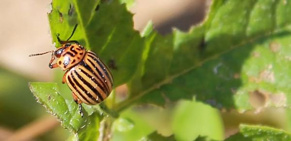 Lunchtime is over for the Colorado potato beetle