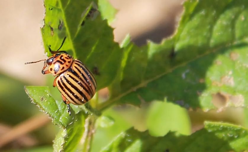 The Colorado potato beetle, also known as the Colorado beetle is a major pest of potato crops.