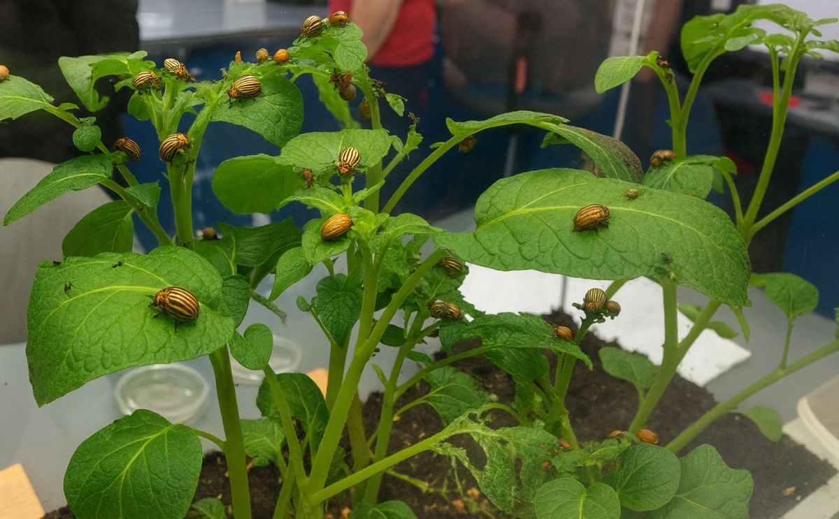 Potato Beetles on display at the Fredericton Research and Development Centre's open house