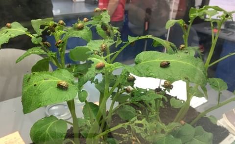Potato Beetles on display at the Fredericton Research and Development Centre's open house Potato Beetles on display at the Fredericton Research and Development Centre's open house