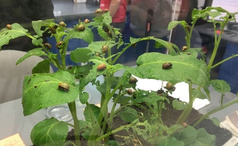 Potato Beetles on display at the Fredericton Research and Development Centre's open house