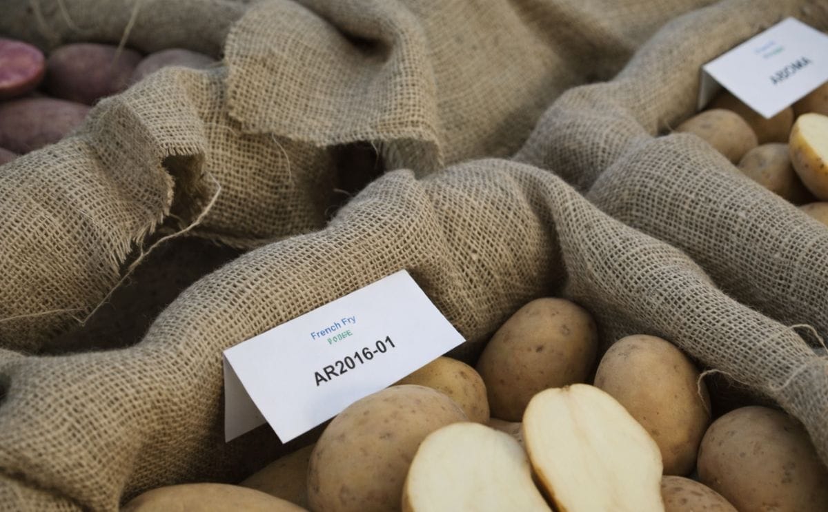 Agriculture and Agri-Food Canada: Our potato varieties have something for everyone Agriculture and Agri-Food Canada: Our potato varieties have something for everyone