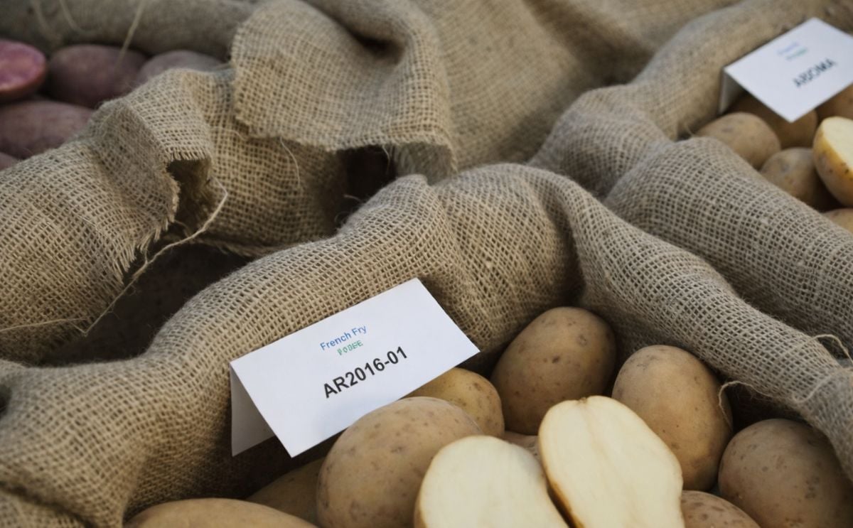 Agriculture and Agri-Food Canada: Our potato varieties have something for everyone Agriculture and Agri-Food Canada: Our potato varieties have something for everyone